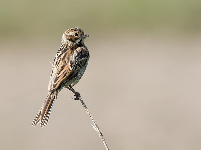 Emberiza schoeniclus Rietgors Reed Bunting